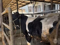 Bull, Russian Black pied cattle — photo 1
