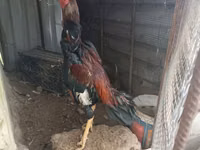 Chickens — 3 зураг