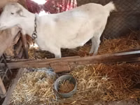 Ziege, Saanen goat — Foto 1