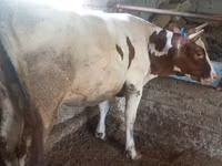 गाय, मवेशी — फ़ोटो 2