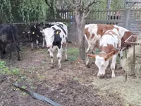 गाय, Simmental cattle — फ़ोटो 4