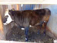 Cattle (batch, sex not specified), Cattle — photo 2