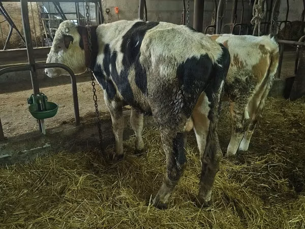 公牛, Russian Black pied cattle