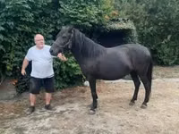 Mare, Hucul pony — photo 8