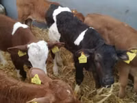 Rinder (Partie, Geschlecht nicht angegeben), Simmental cattle — Foto 2