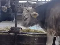 Үнээ, Swiss cattle — 1 зураг