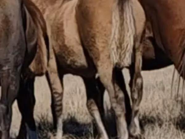 Caballos (lote, sexo no especificado), Mugalzhar horse