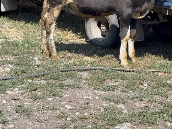 Toro, Ganado vacuno