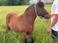 公马, Horses — 照片 3