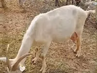 Ямаа, Saanen goat — 1 зураг