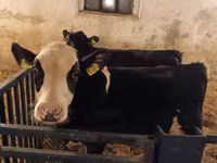 ثور, Russian Black pied cattle — الصورة 8
