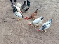 Chickens — 1 зураг