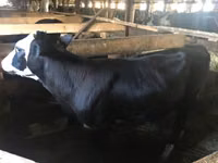 Үнээ, Yaroslavl cattle — 1 зураг