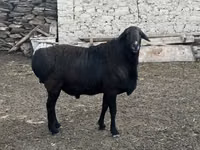 Widder, Rhon sheep — Foto 4