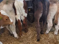 Бух, Simmental cattle — 3 зураг