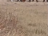 घोड़ा, Kazakh horse — फ़ोटो 2
