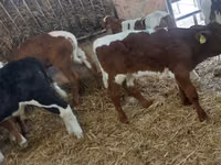 ثور, Simmental cattle — الصورة 7