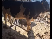 Бух, Red Estonian cattle — 5 зураг