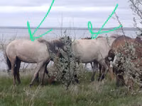 Horses (batch, sex not specified), Horse breed — photo 3