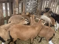 كبش, Cameroon sheep — الصورة 2