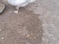 Ducks — Foto 1