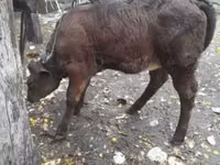Cow, Cattle — photo 1