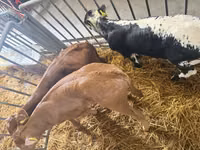 牛只（批次，未指定性别）, Cattle — 照片 2