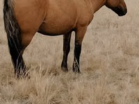 Caballo, Mugalzhar horse — foto 2