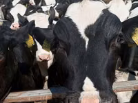 母牛, Holstein breed — 照片 7