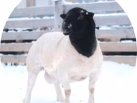 Ram, Dorper sheep — photo 1