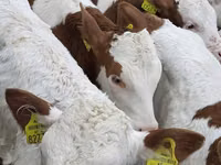 牛只（批次，未指定性别）, Cattle — 照片 8