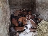 Sheep, Cameroon sheep — photo 3