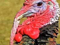 Turkeys — 照片 1
