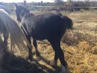حصان, Gypsy horse — الصورة 4