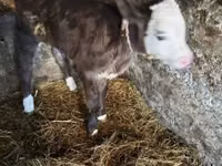 Toro, Simmental cattle — foto 6