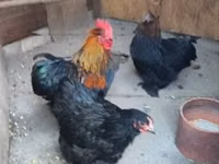 Chickens — photo 1