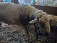 Widder, Lacaune sheep — Foto 1