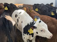 Cattle (batch, sex not specified), Simmental cattle — photo 5