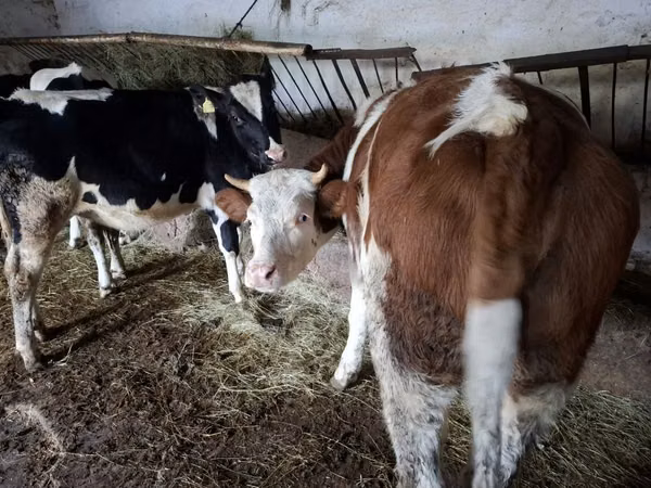 Kuh, Simmental cattle