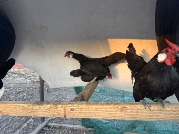 Chickens