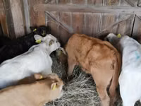 Cattle (batch, sex not specified), Hereford — photo 2