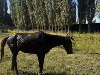 حصان, Russian warmblood — الصورة 5