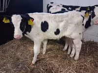 Bulle, Russian Black pied cattle — Foto 3