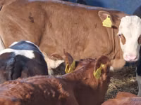 Rinder (Partie, Geschlecht nicht angegeben), Simmental cattle — Foto 2
