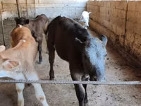 Cow, Belgian Blue — photo 4