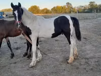 Caballo, Friesian — foto 8