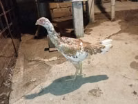 Chickens — 照片 3