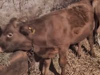 ثور, Simmental cattle — الصورة 6