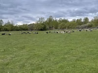 نعجة, Edilbay sheep — الصورة 5