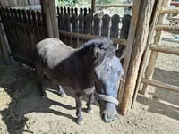 公马, Horses — 照片 1